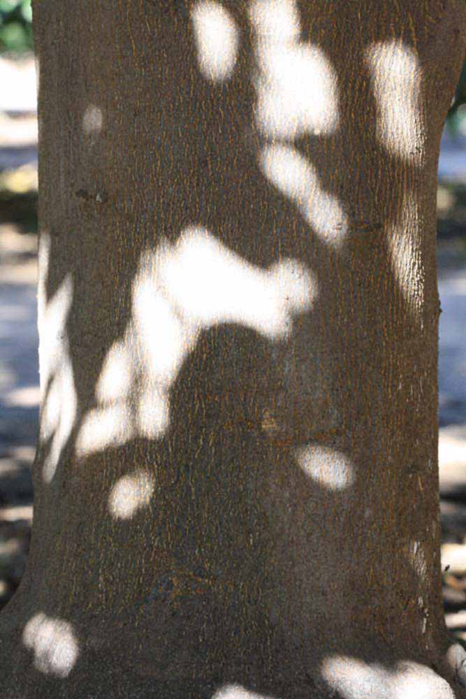              Bark (Riverside, CA)       